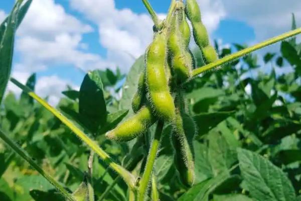 川农夏豆3号大豆种子特征特性，大豆6月中下旬播种