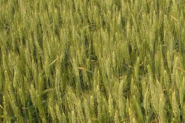 蜀麦114小麦种子特征特性，中抗白粉病