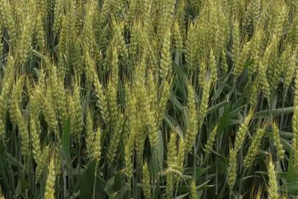川麦98小麦种子简介，平均全生育期175.5天