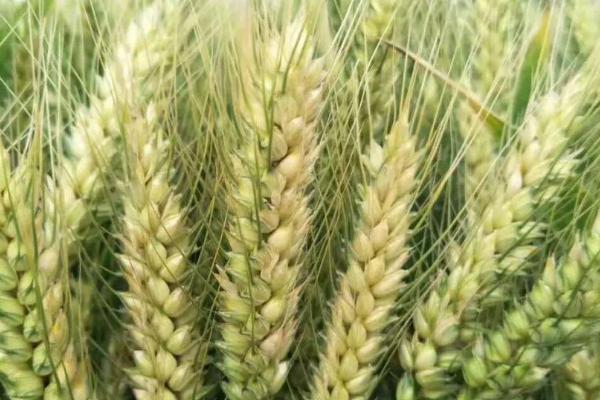 川糯麦1456小麦种简介，属糯小麦品种