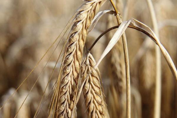 蜀麦114小麦种子特征特性，中抗白粉病