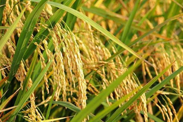 花香优2145水稻品种简介，综合防治病虫害