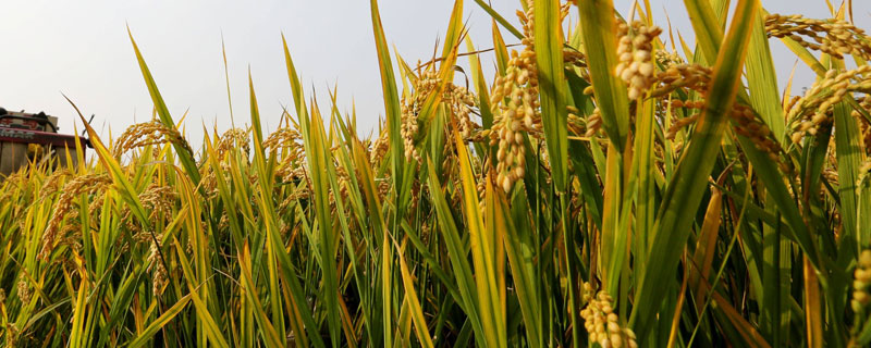 野香优莉丝水稻种子特征特性，该品种株型适中