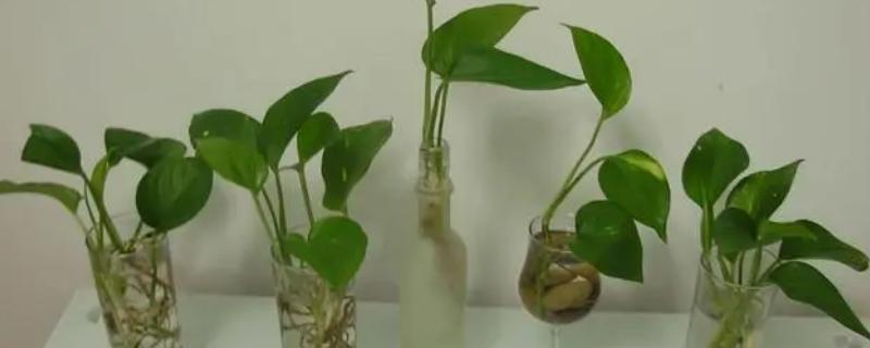 怎么水培绿萝，需要每天给其4-6小时光照