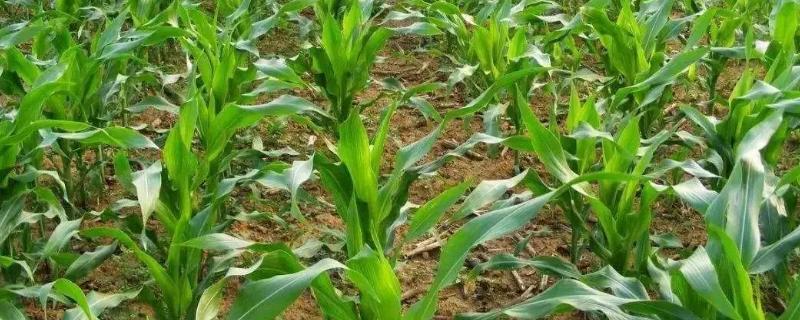 金福玉808（区试名称：裕丰184）玉米种子特征特性，播种前整地