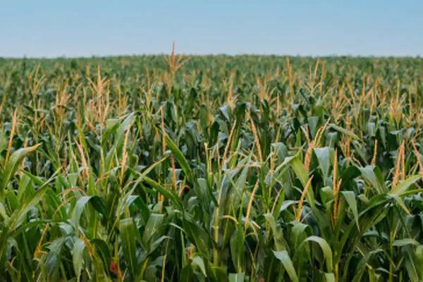 裕单171（区试名称：裕丰171）玉米品种的特性，播种前整地