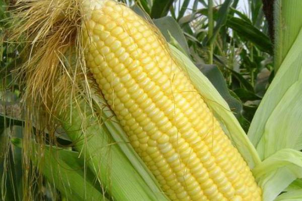 云白3号玉米种子介绍，最迟不超过5月上旬播种为佳