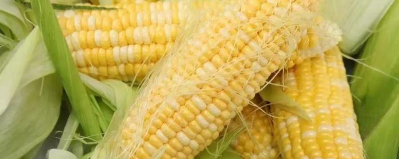 银糯118（区试名称：筑糯XZ819）玉米种子特点，综合防治病虫害
