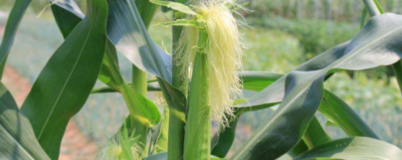 黔单27（区试名称：QZM1701）玉米种子特征特性，生育期133.5天