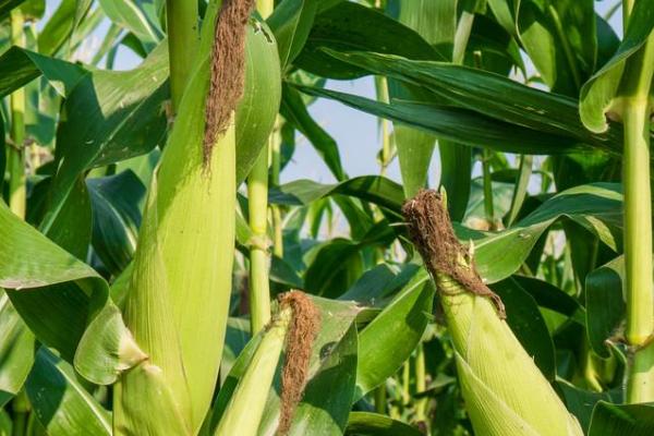 富华586（试验名称：富华586）玉米种子特点，春播适宜在4月上旬播种