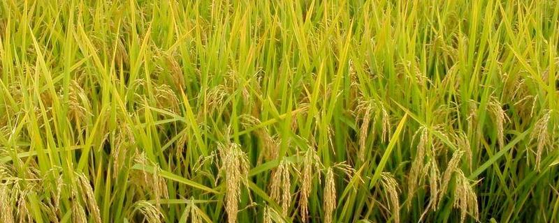 M两优727水稻种子简介，每亩2～5万穴