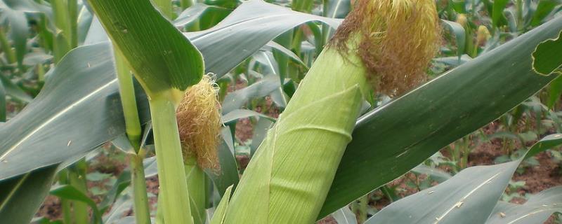 盛谷8号（试验名称：盛谷8号）玉米种子简介，并每亩加施复合肥25公斤