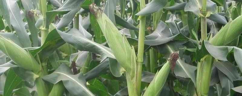 富滇1129（试验名称：富滇1129）玉米种子简介，春播适宜在4月上旬播种