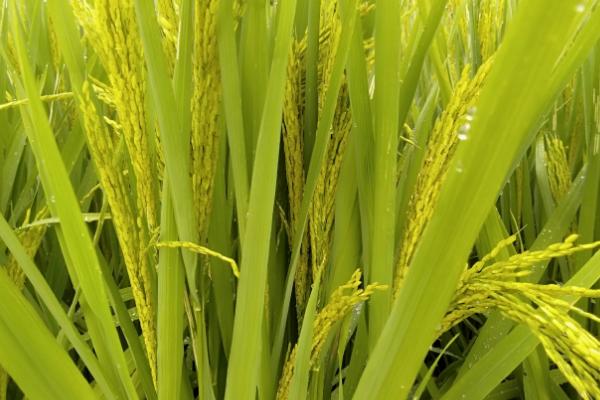M两优727水稻种子简介，每亩2～5万穴