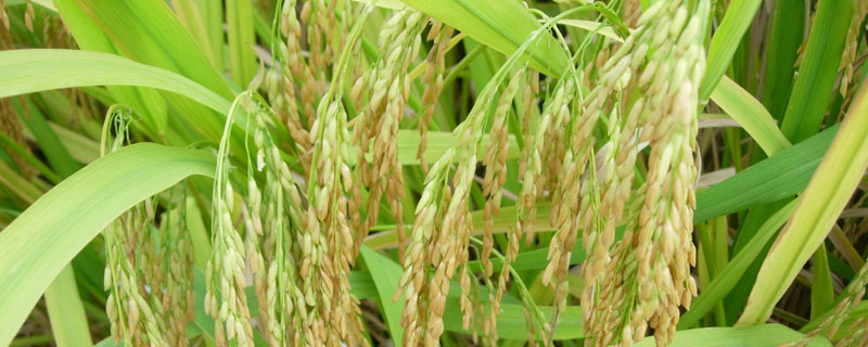 毕粳优7号水稻种子介绍，清明节前后播种