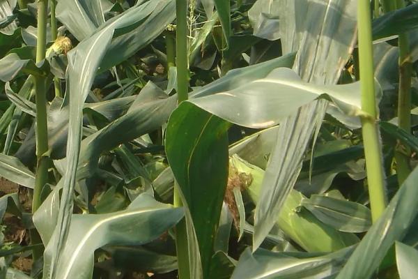 富滇1129（试验名称：富滇1129）玉米种子简介，春播适宜在4月上旬播种