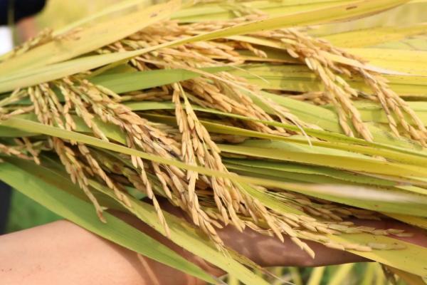 荃优527水稻品种的特性，在铜仁市全生育期145.0天