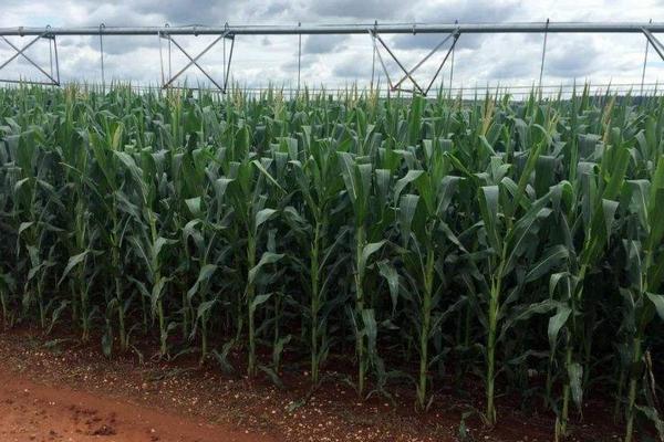 农鼎68（试验名称：农鼎68）玉米种子特征特性，种植密度4000株/亩为宜