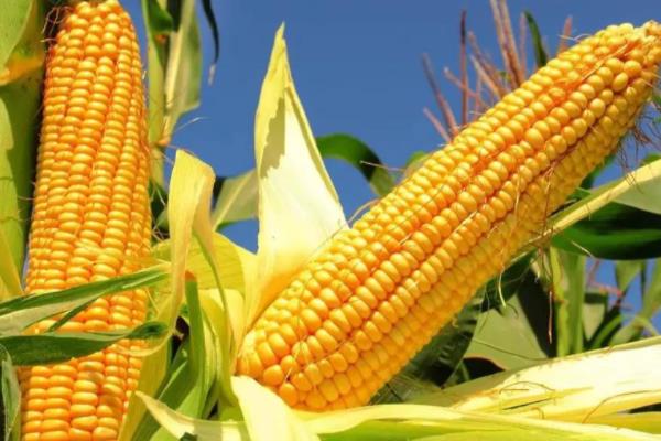 金粒118（试验名称：金粒118）玉米种子简介，建议种植密度4000株/亩