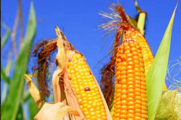 炫炳118（试验名称：炫炳118）玉米品种简介，每亩种植4000株左右为宜