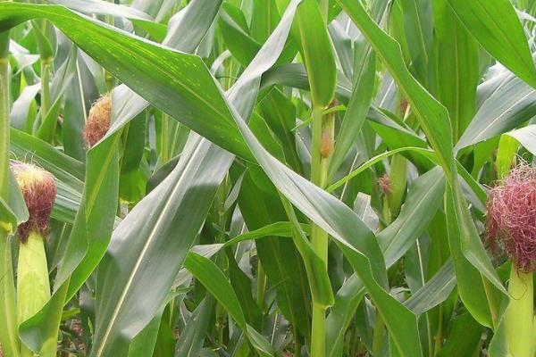 炫炳118（试验名称：炫炳118）玉米品种简介，每亩种植4000株左右为宜