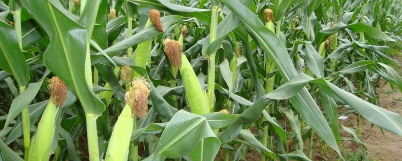 明玉112（试验名称：明玉112）玉米种子特点，每亩1-2公斤