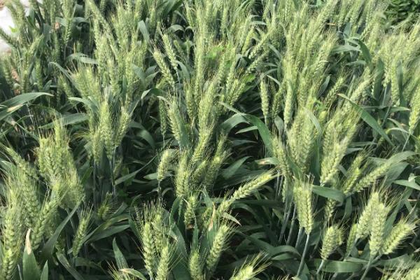 玉麦6号（试验名称：玉17-2）小麦种子特点，生育期172天