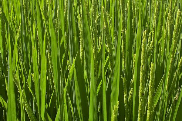 蓉优206(试验名称：蓉优206)水稻种子特征特性，全生育期154天