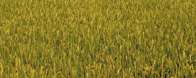 内6优927（试验名称：内6优927）水稻品种简介，每亩大田用种量1千克