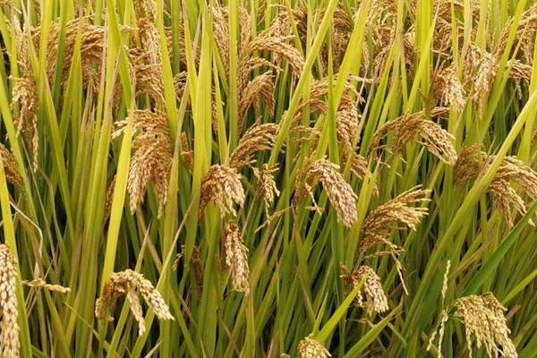 川优712（试验名称：川优712）水稻种子特征特性，全生育期158天
