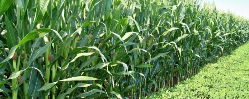 铁研53玉米种子特点，每亩种植密度4500株