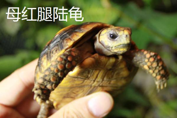 红腿陆龟区分公母，需长大点通过腹夹、尾巴等区分
