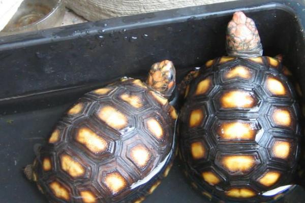 红腿陆龟区分公母，需长大点通过腹夹、尾巴等区分