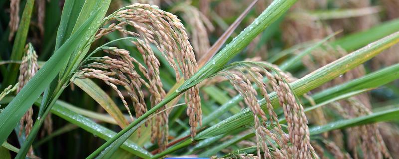 水稻种子有哪些品种，常见的有松粳22、稻花香二号等