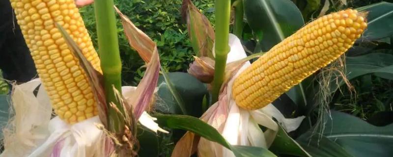 陕单809玉米品种的特性，中抗茎腐病和穗腐病