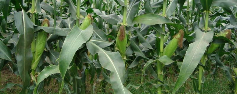西农2580玉米种子介绍，适宜播种期6月上旬～6月中旬