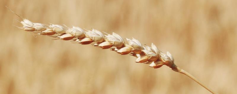 西农38小麦品种的特性，排列紧密度中等