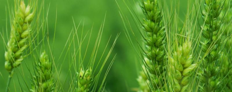 西农857小麦种子介绍，属弱冬性中晚熟品种