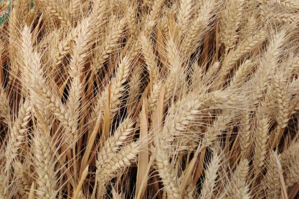 西农38小麦品种的特性，排列紧密度中等