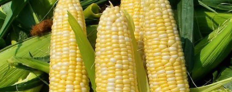 甜香糯3号玉米品种简介，基肥应每亩施磷酸二铵30千克