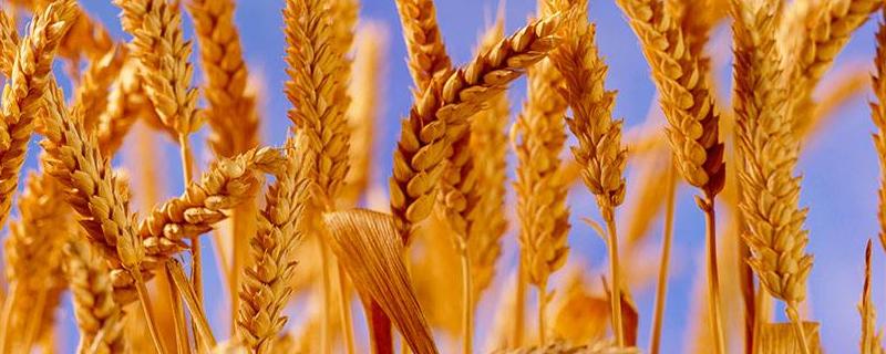 孟麦101小麦种子介绍，注意适时防治小麦病虫草害