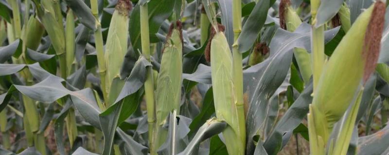 金陇16玉米品种简介，种植密度每亩3600株