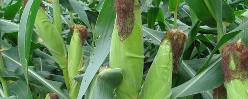 盛彩甜3号玉米种子特征特性，4月中下旬播种