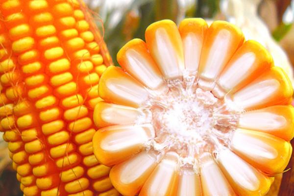 金陇16玉米品种简介，种植密度每亩3600株