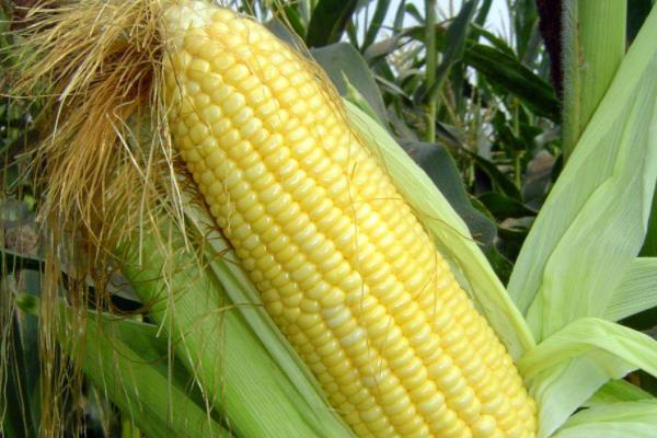 兴达105玉米种子特点，播期为4月上旬