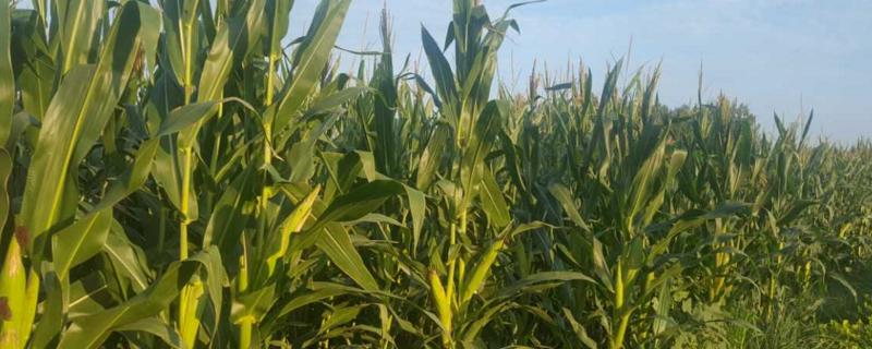 玉研501玉米品种简介，种植密度每亩4500株