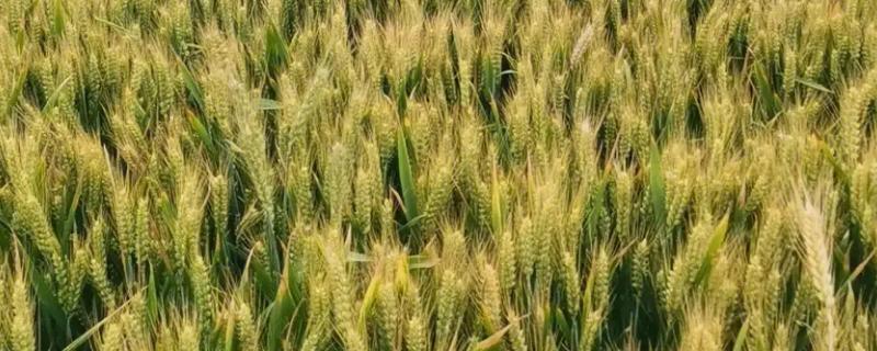 小麦种植整地技巧，旱地小麦要逐年加深耕层