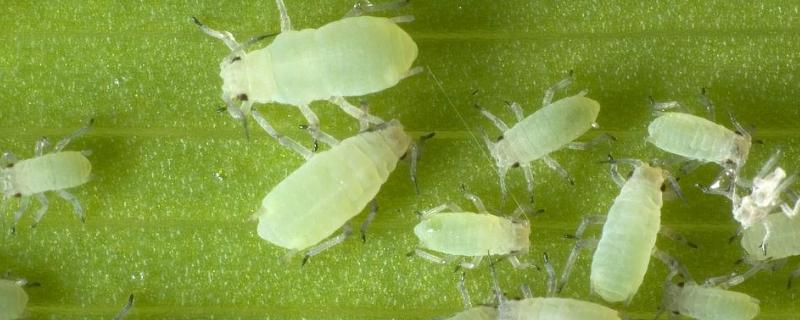 蚜虫的生物防治方法，主要是保护和利用天敌