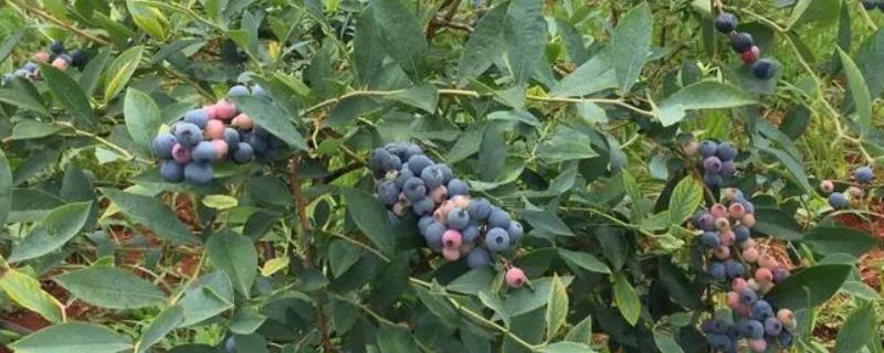蓝莓适合土壤的ph值是多少，适合的土壤ph值是4.5-5.5
