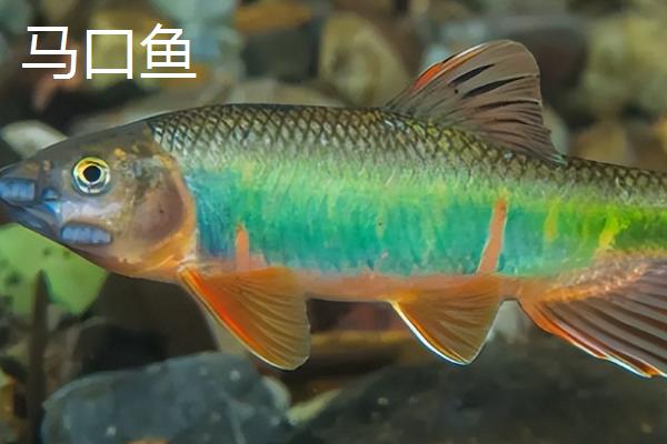 马口鱼和白条是一样的吗，外观有点像但不是同一种鱼